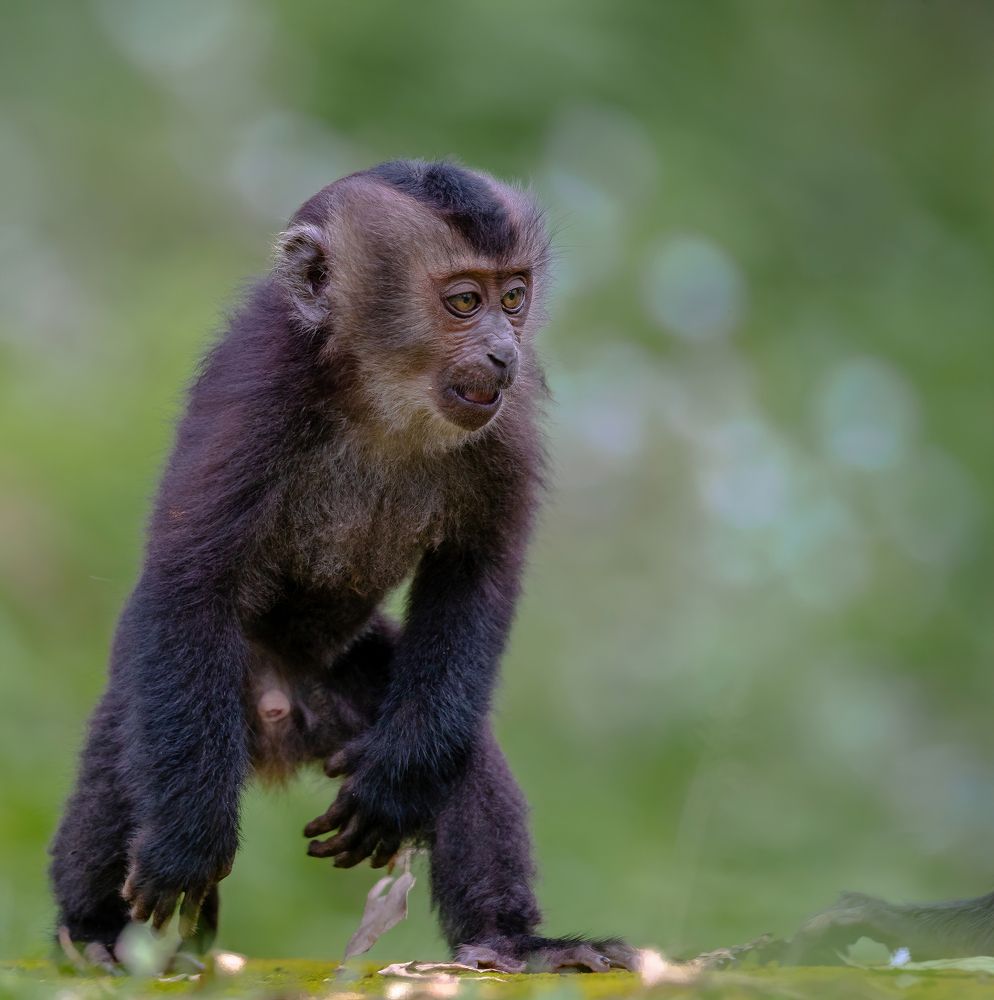 Фотография автора Rajharsha Narayanswamy