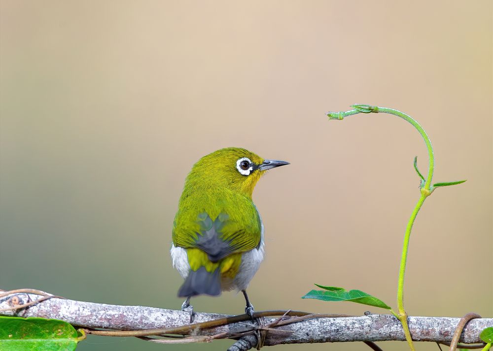 Фотография автора Rajharsha Narayanswamy