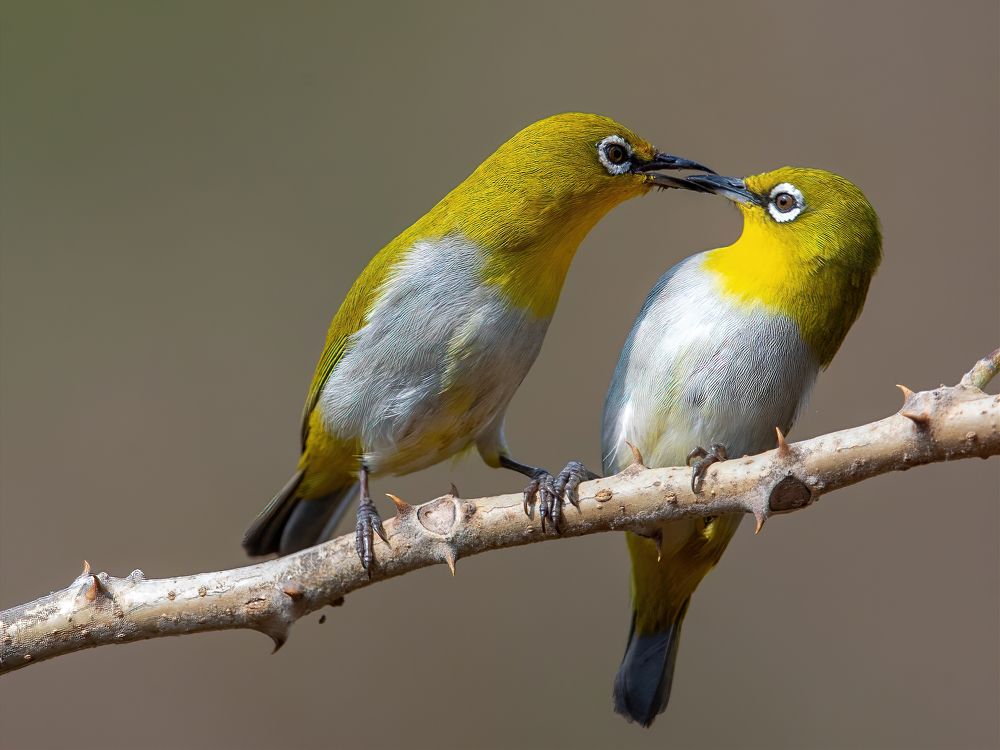 Фотография автора Rajharsha Narayanswamy