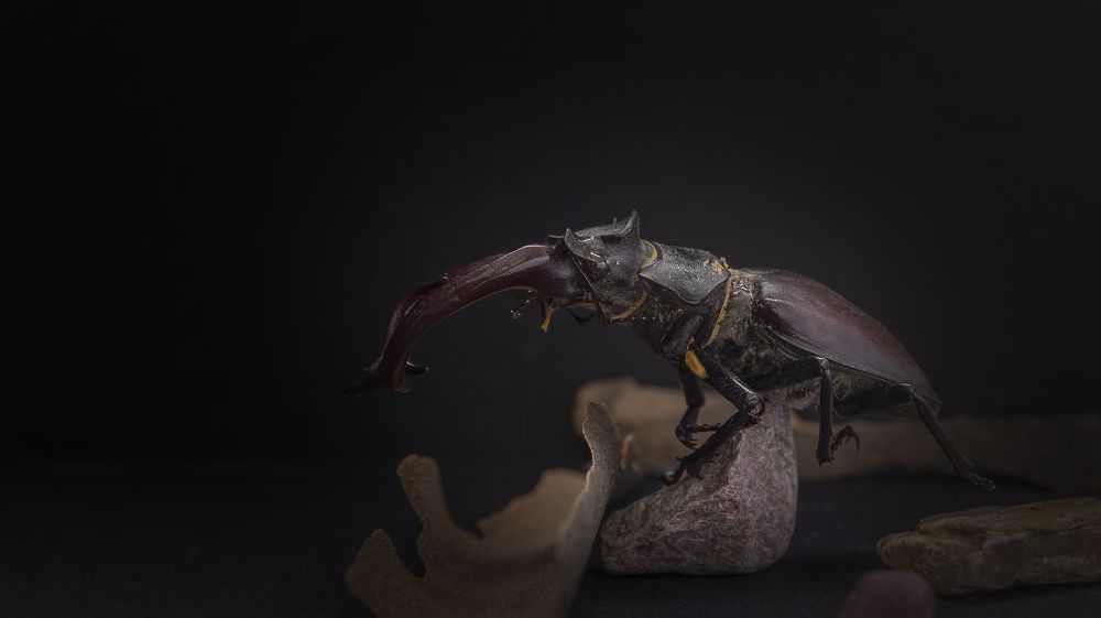 Photograph by Sajkovski Dejan