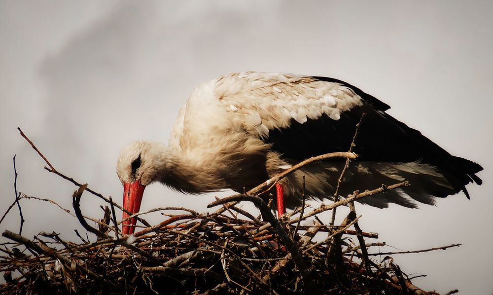 Photograph by Юлия Самсонова