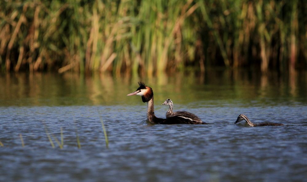 Photograph by Kadar Zoltan