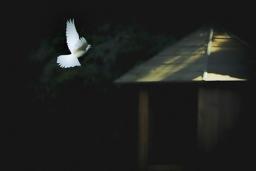 Photograph by fereydoon deliry