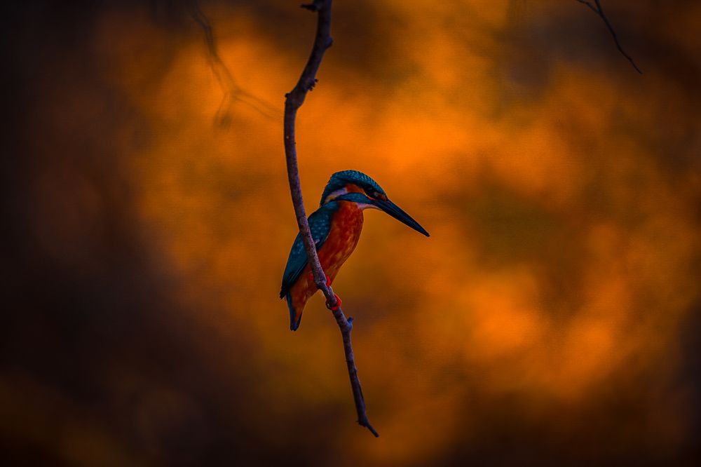 Фотография автора prabath randunu Jayasinghe