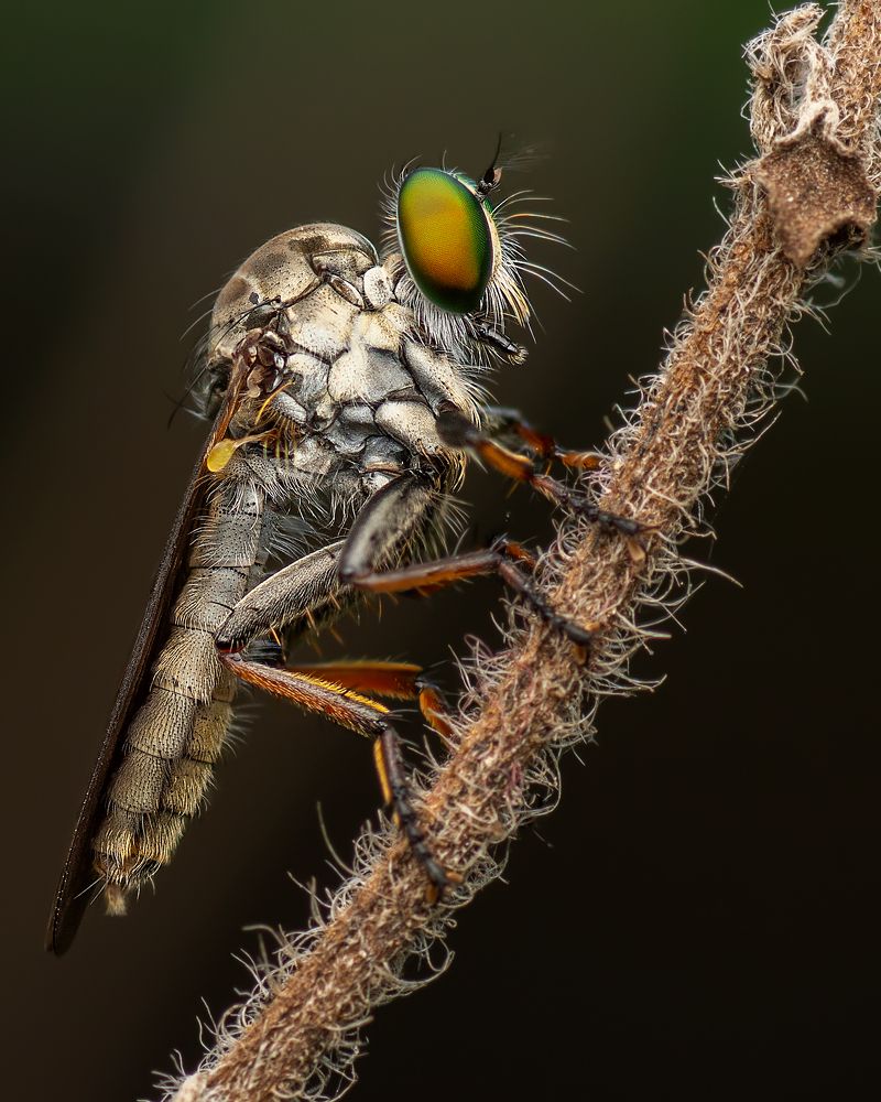 Photograph by Pinak Paul