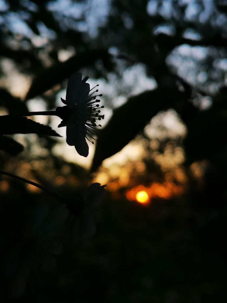 Подмосковный закат