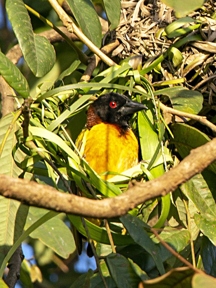 Фотография автора игорь Громов