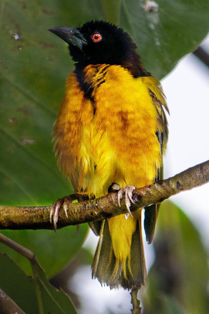 Фотография автора игорь Громов