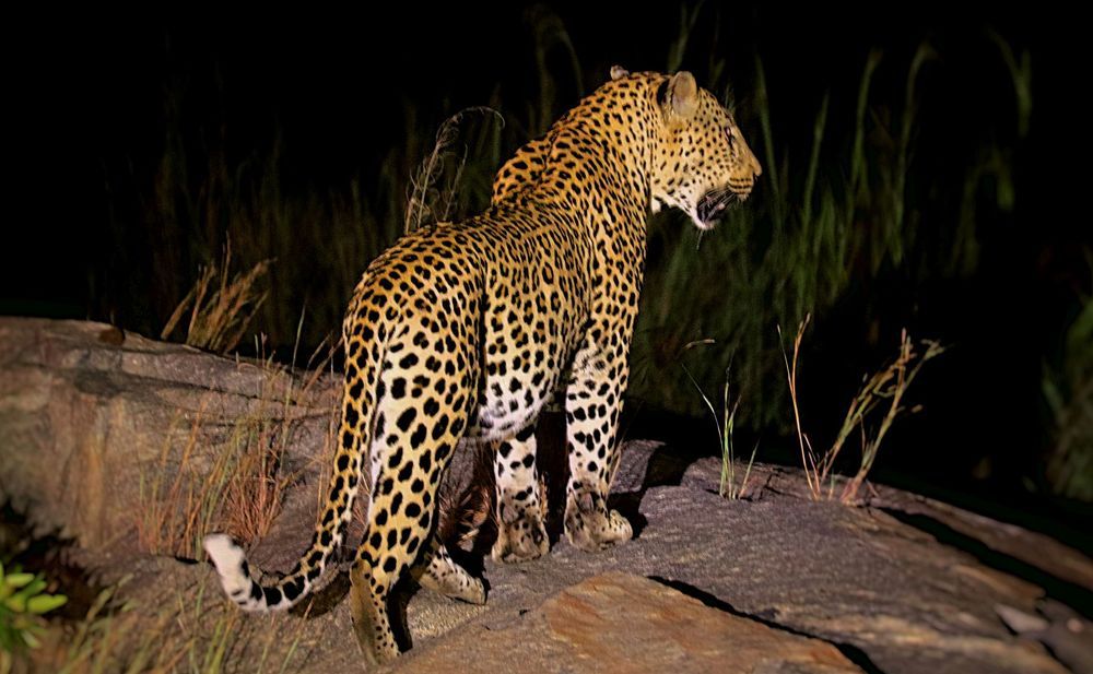 Photograph by Jacques Nel