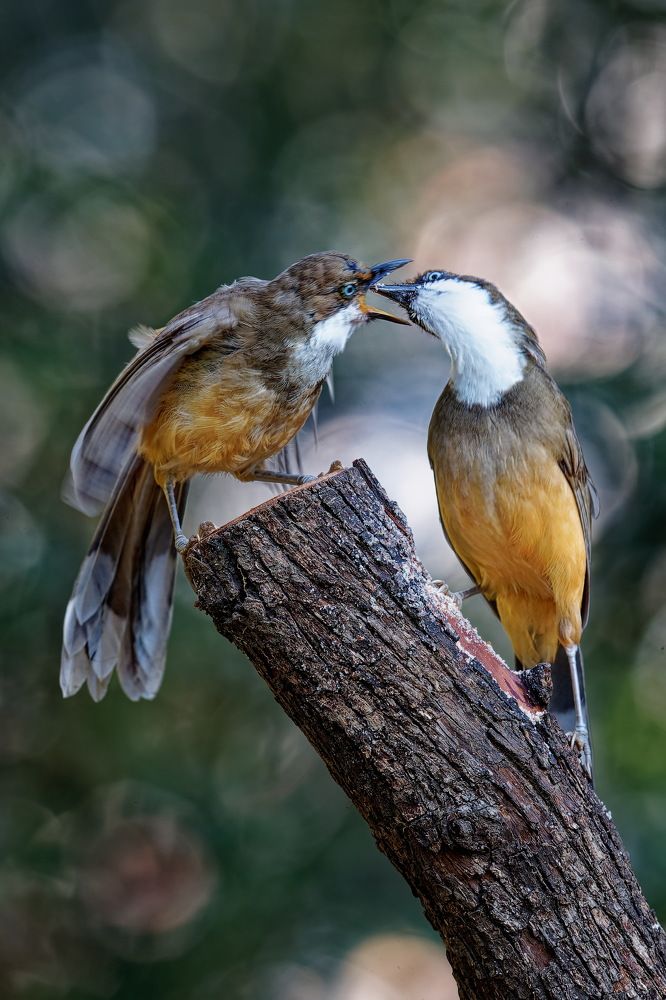 Photograph by arjun Kumar p