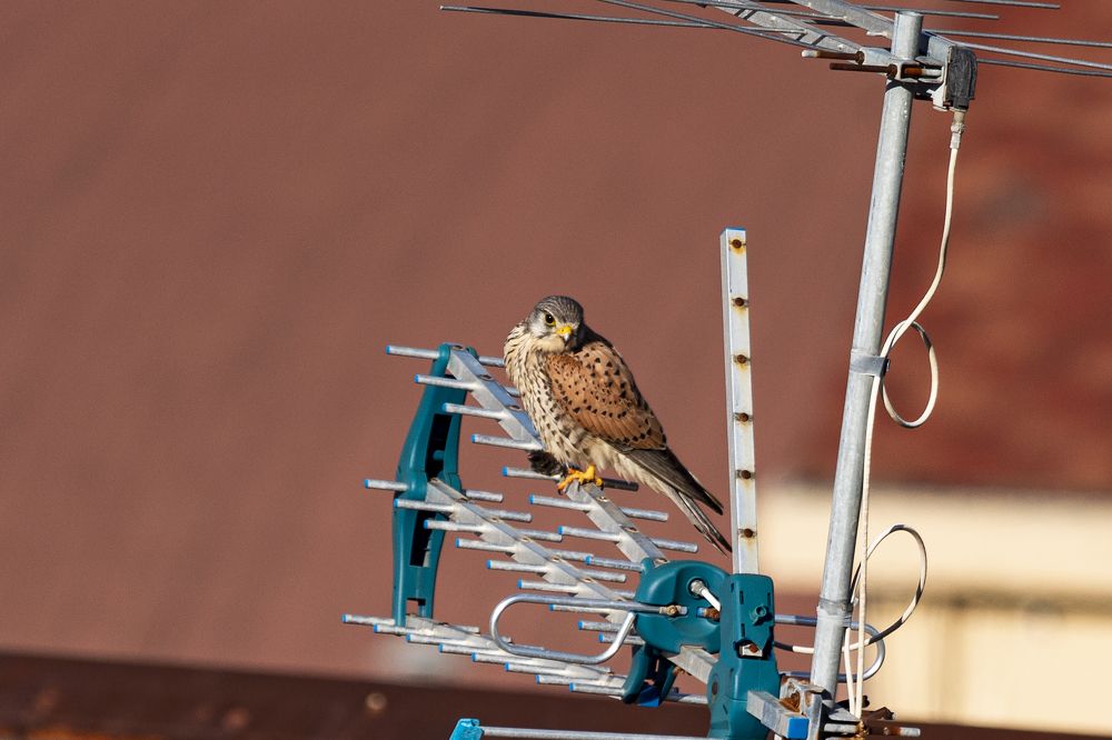 Photograph by Mirko Valenti