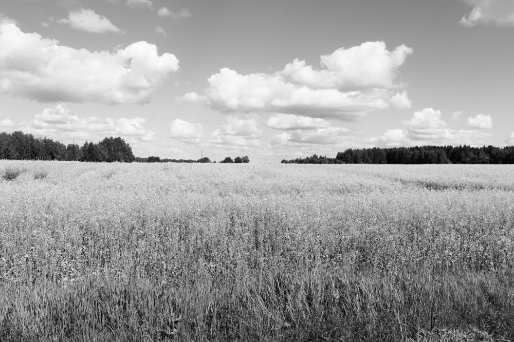 Летний пейзаж