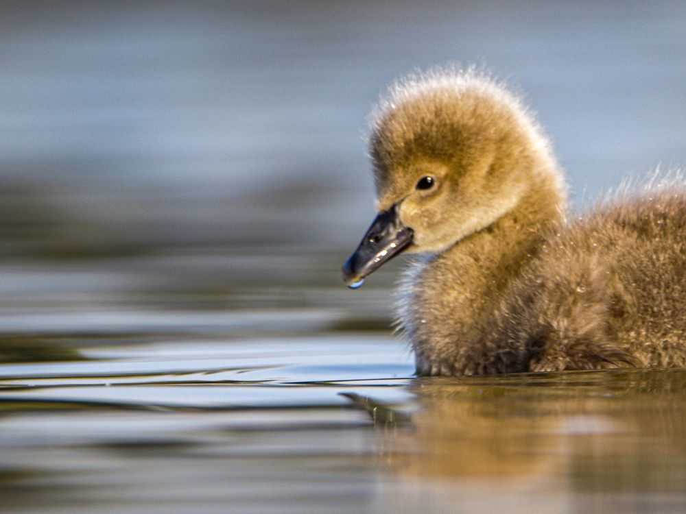 Photograph by Chandra Shekhar Prasad
