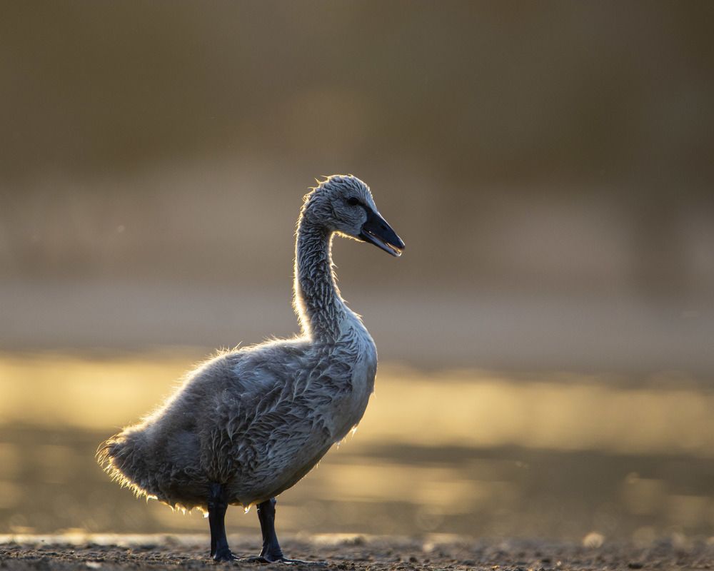 Photograph by Chandra Shekhar Prasad