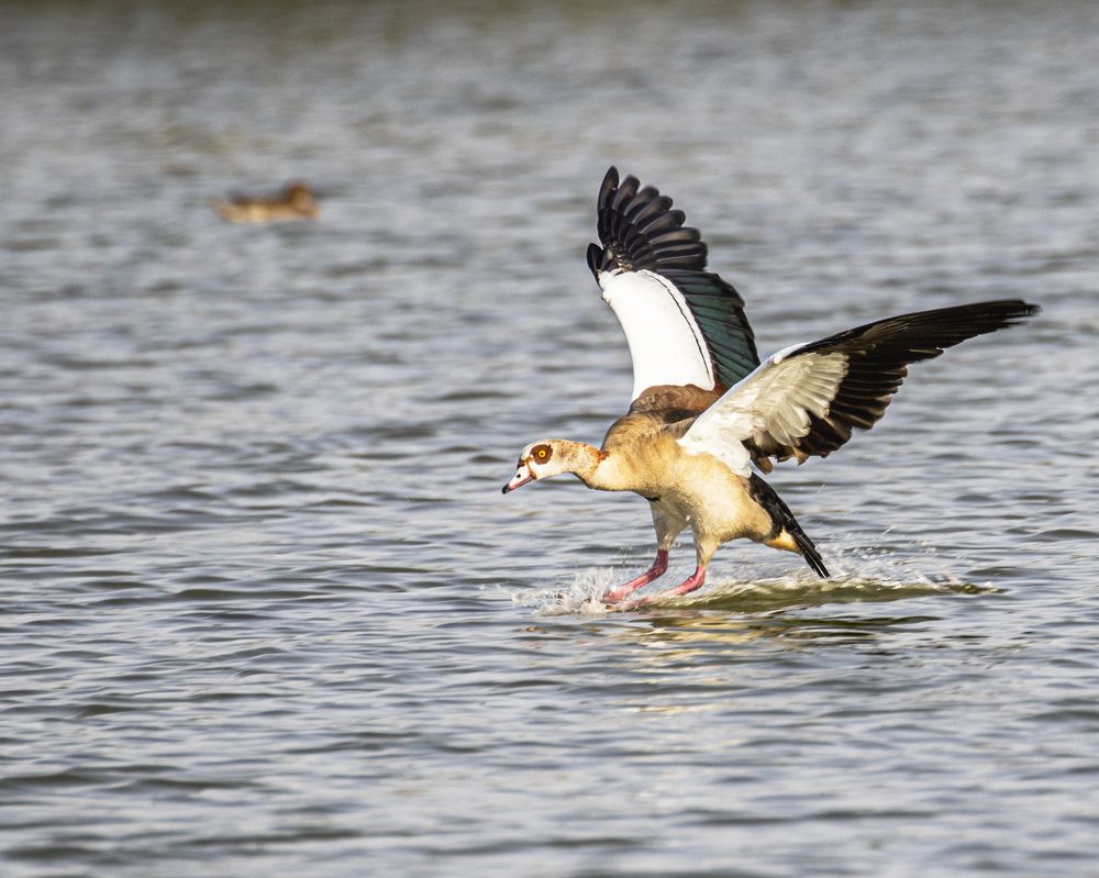 Photograph by Chandra Shekhar Prasad