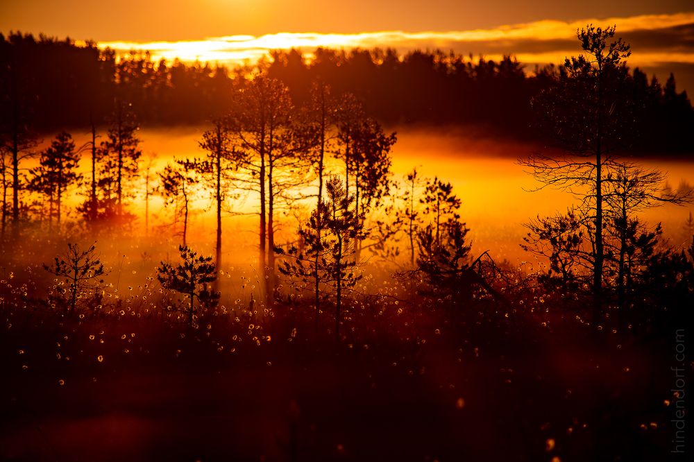 Photograph by Анна Гиндендорф