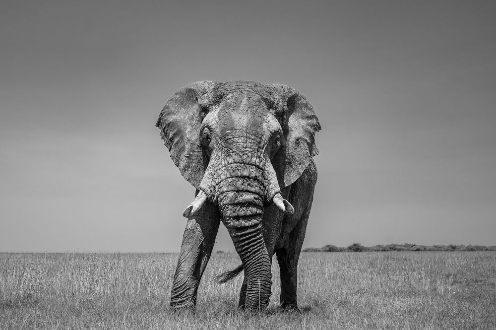 Photograph by Harry Blakey