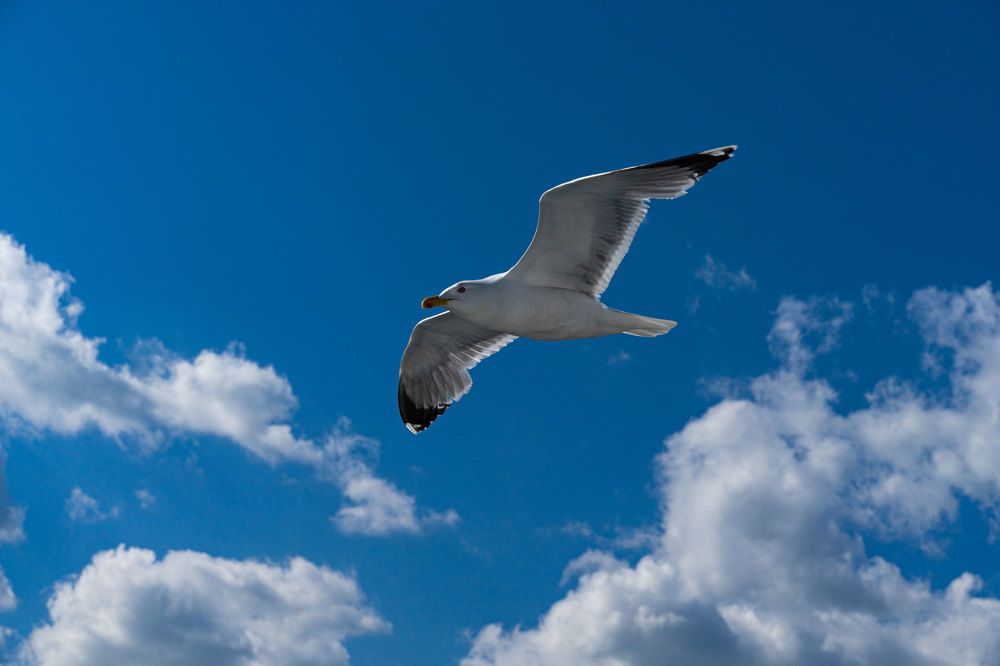 Photograph by Максим Акимов