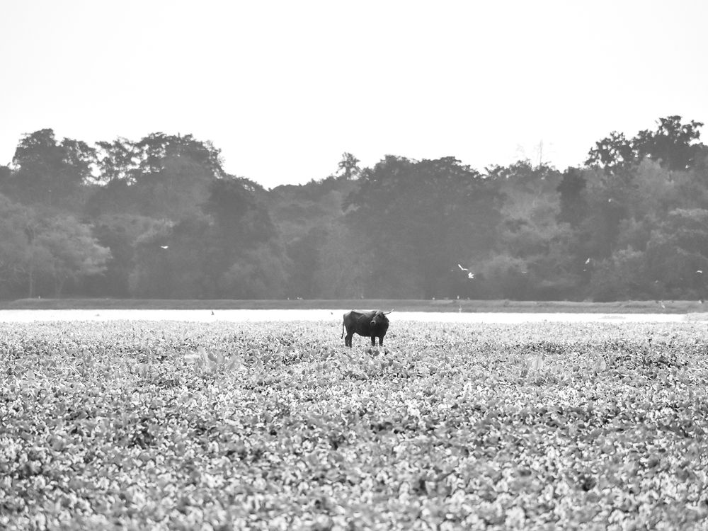 Photograph by Dinuka Sachintha