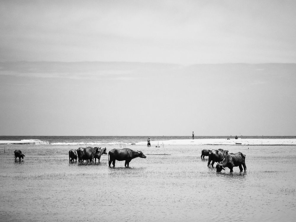 Photograph by Dinuka Sachintha