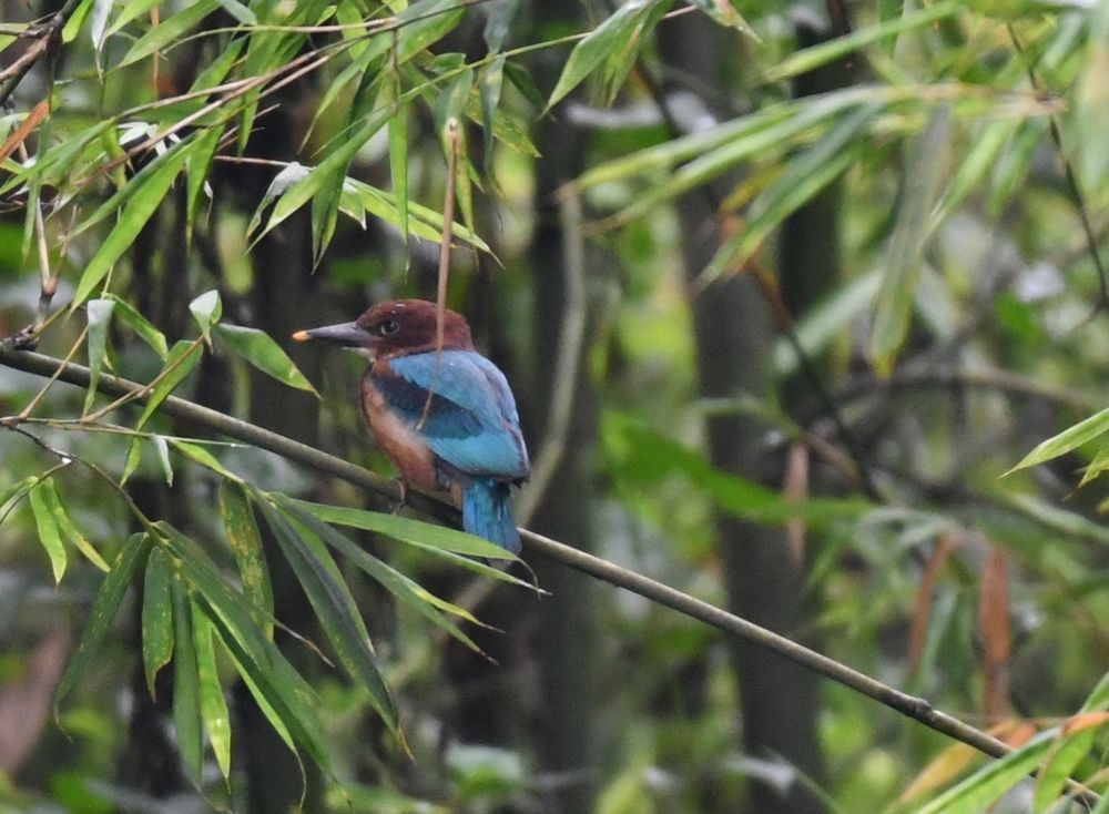 Photograph by Roy Mantu