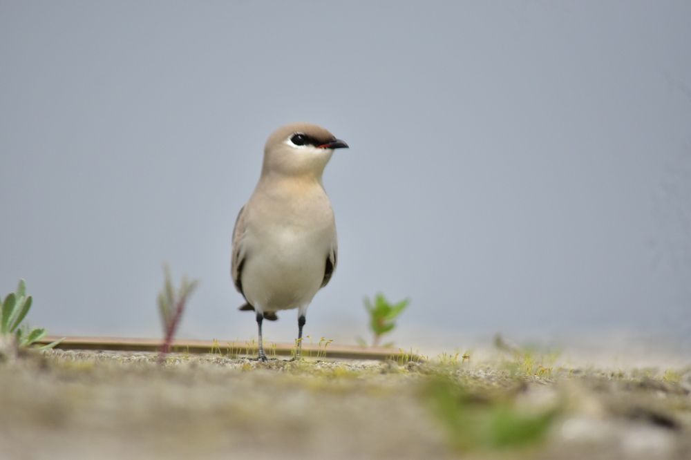 Photograph by Roy Mantu