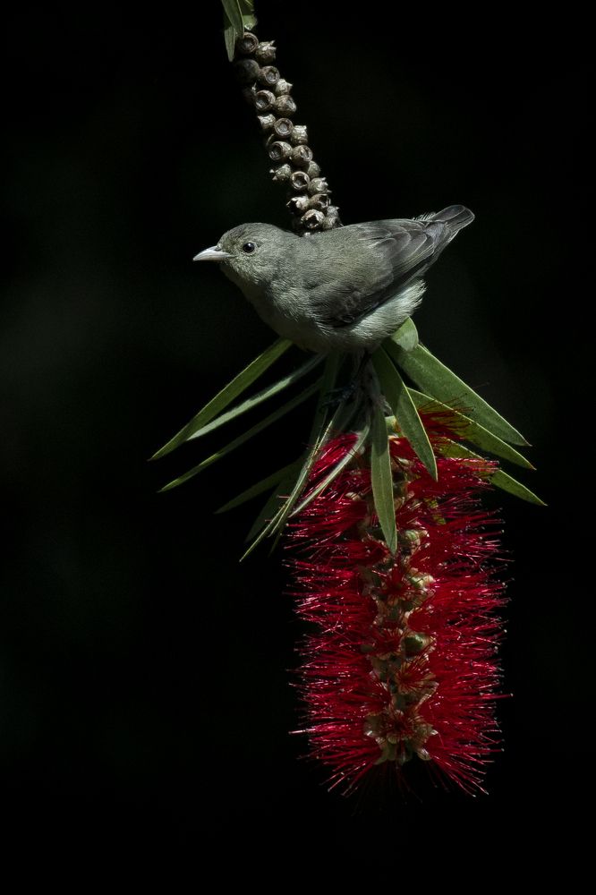 Photograph by Susanjit Saha