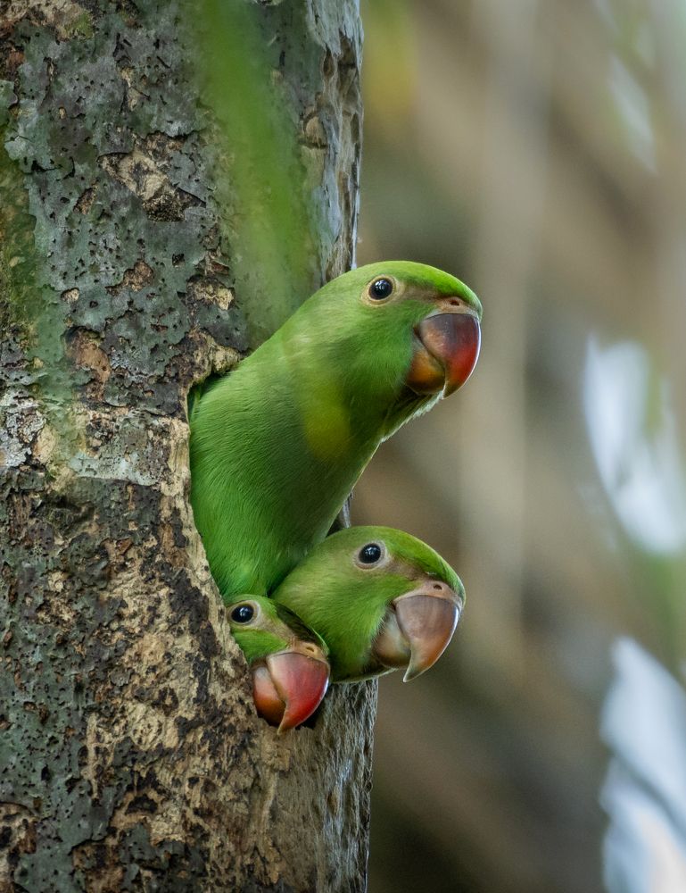 Photograph by Chathuranga Deshapriya