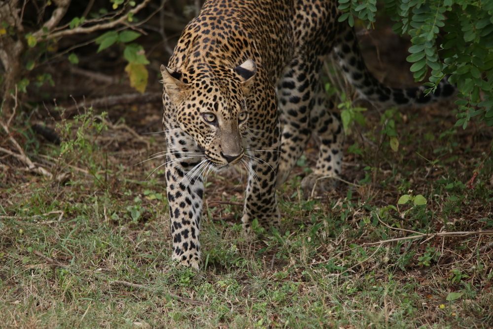 Фотография автора Randunu Jayasinghe