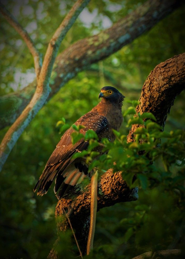 Photograph by Chathuranga Deshapriya