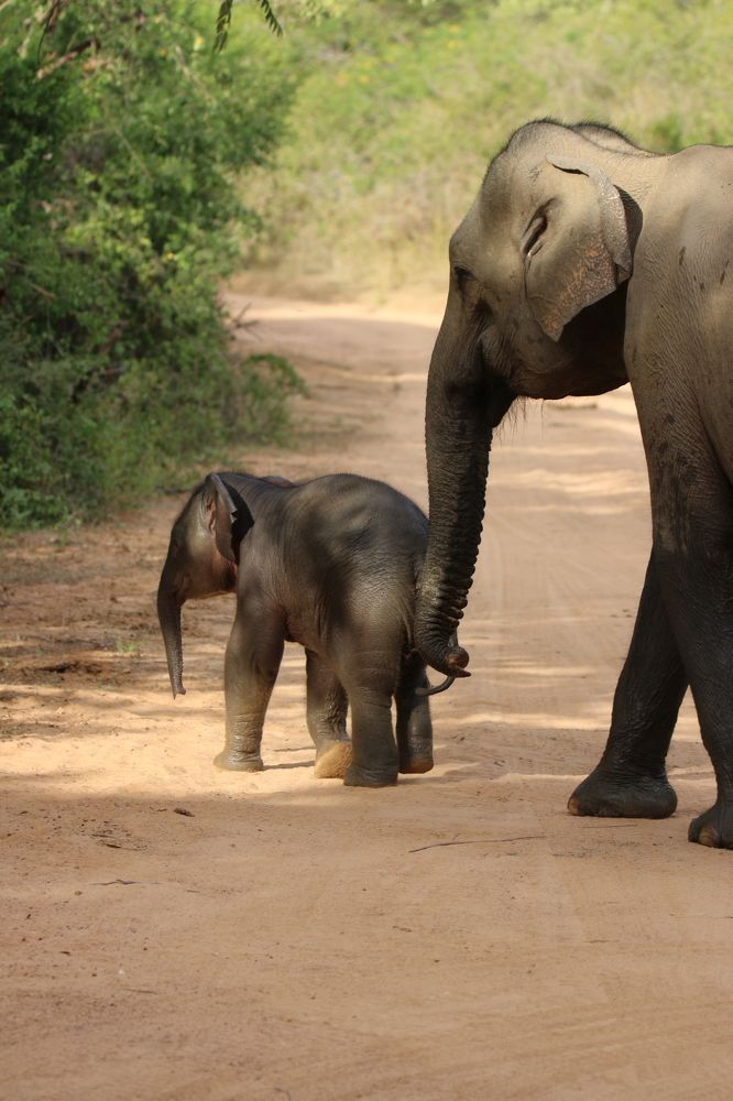 Фотография автора Randunu Jayasinghe
