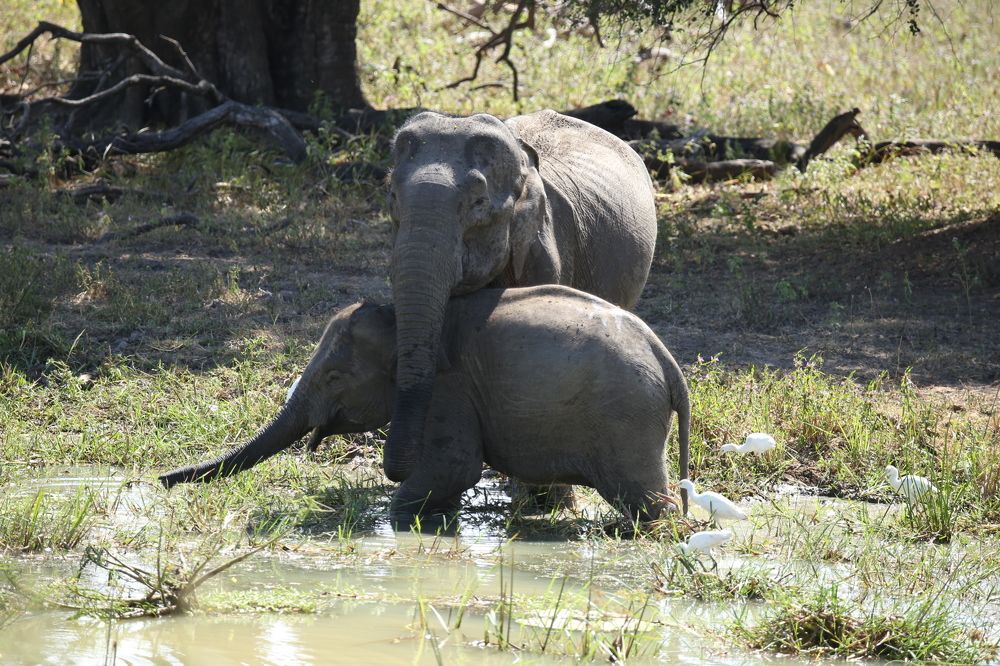 Фотография автора Randunu Jayasinghe