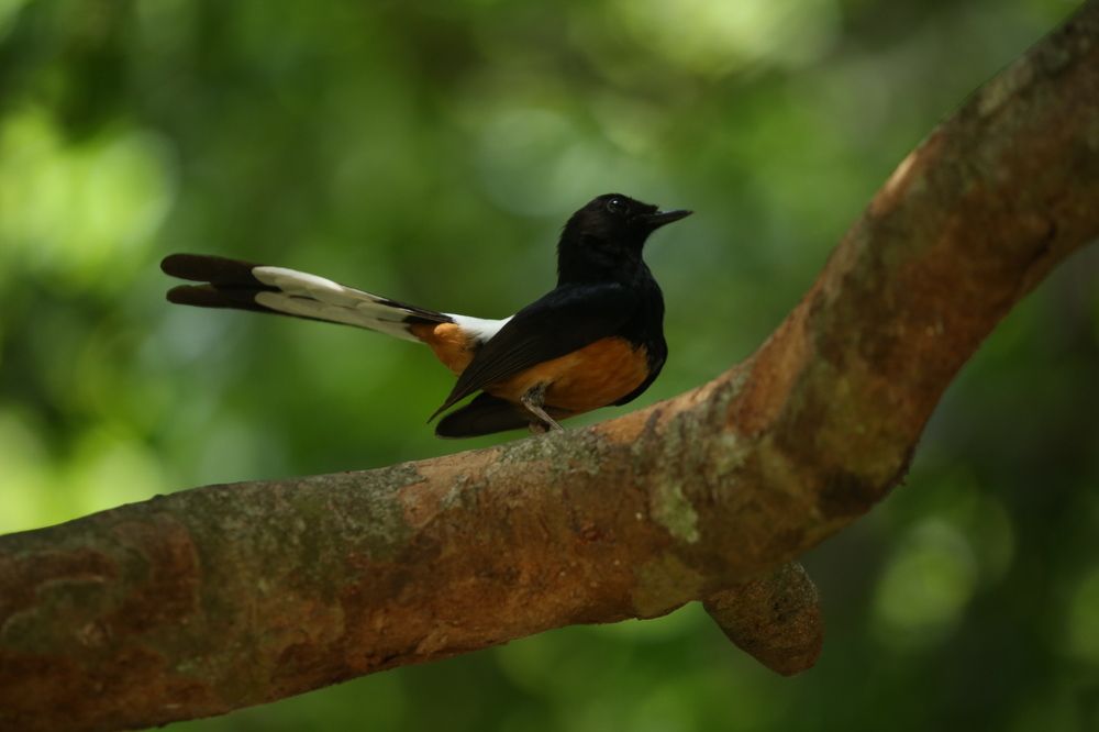 Фотография автора Randunu Jayasinghe