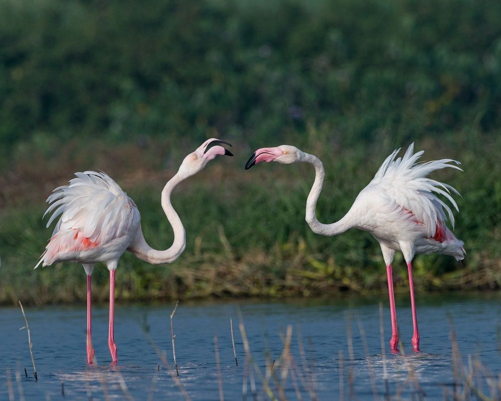 Let's flamingle ❤️???