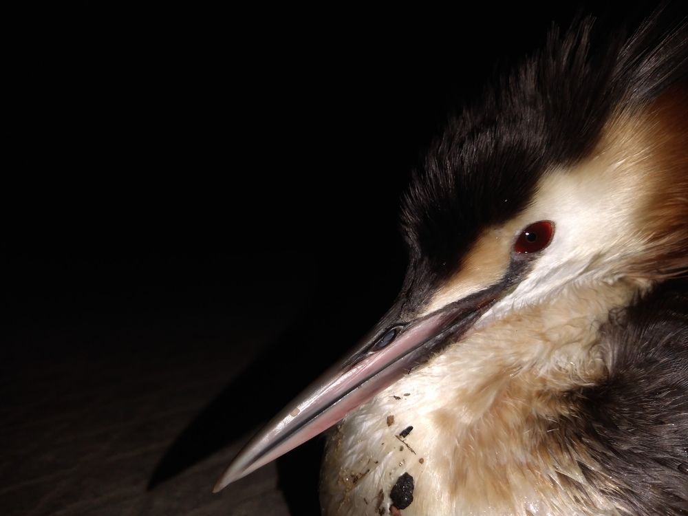 Photograph by СТЕПАН ДЖУЛАКИДЗЕ