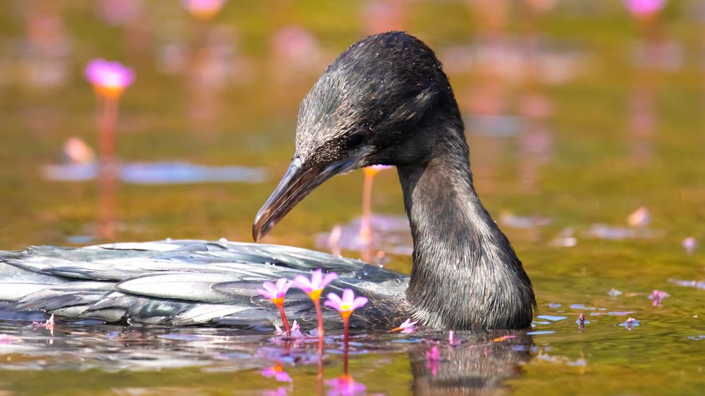 Photograph by SREENATH NARAYAN