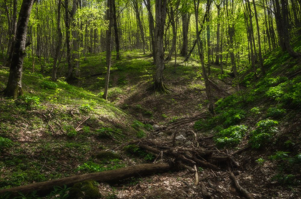 Photograph by Антон Литвин