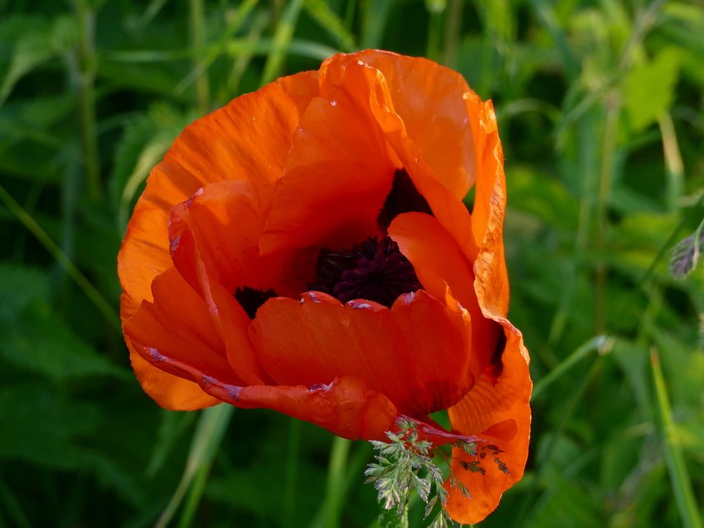 Photograph by Александр Кизим