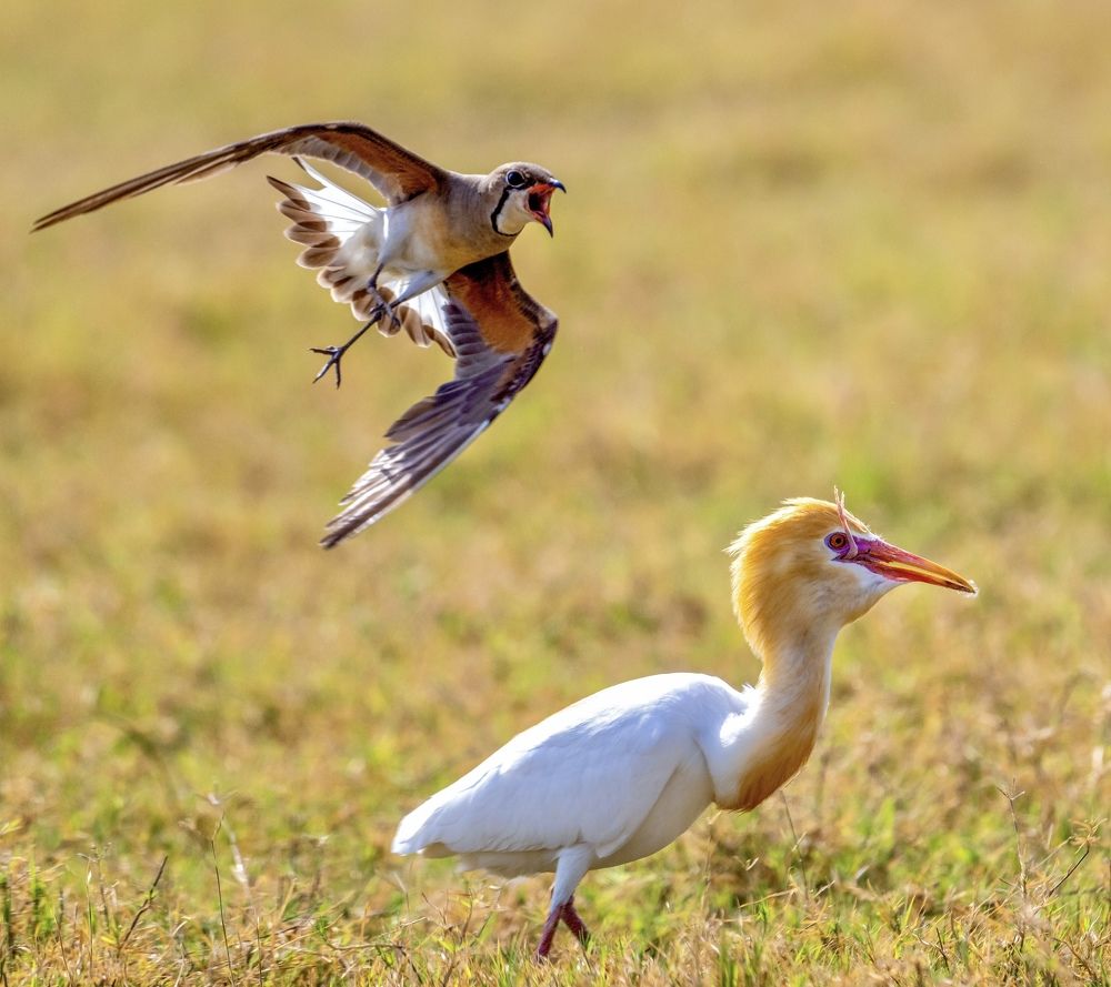 No mercy in the wild