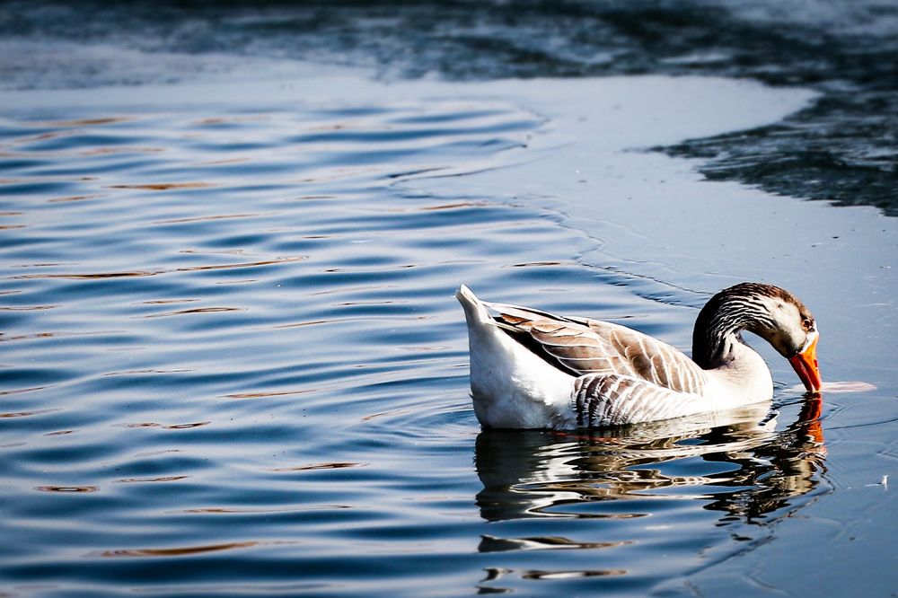 Photograph by Arash Abbaspoory