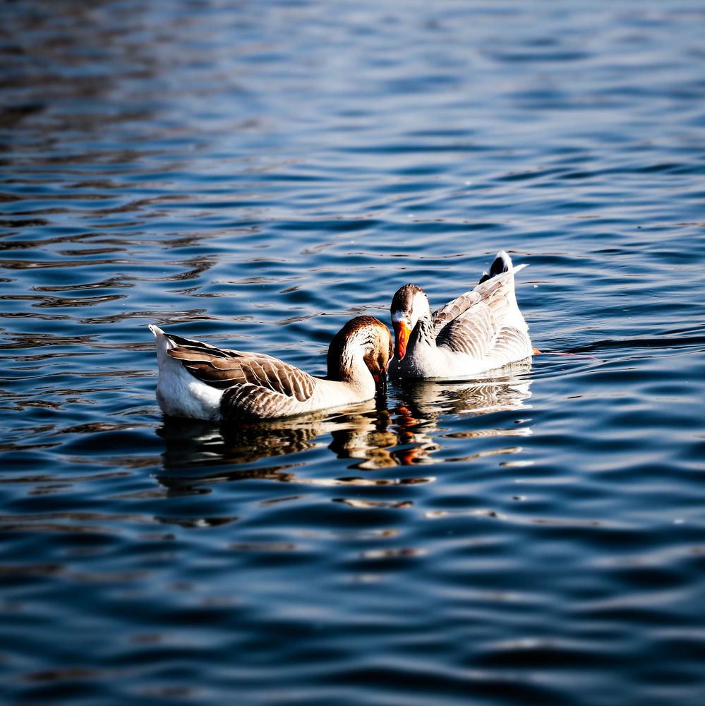 Photograph by Arash Abbaspoory