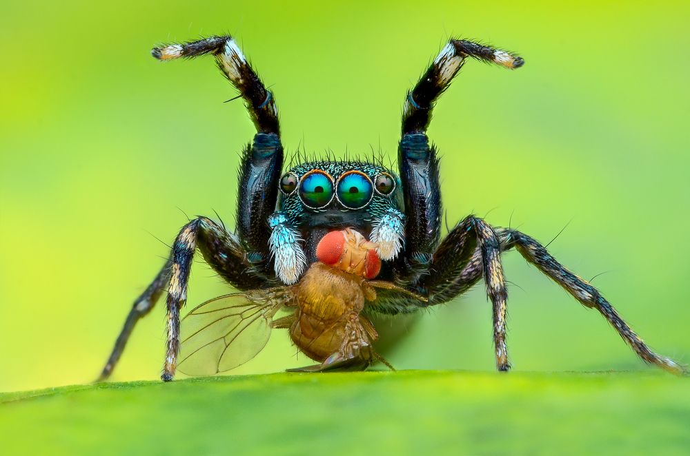 Jumping spider hunts fruit flies.