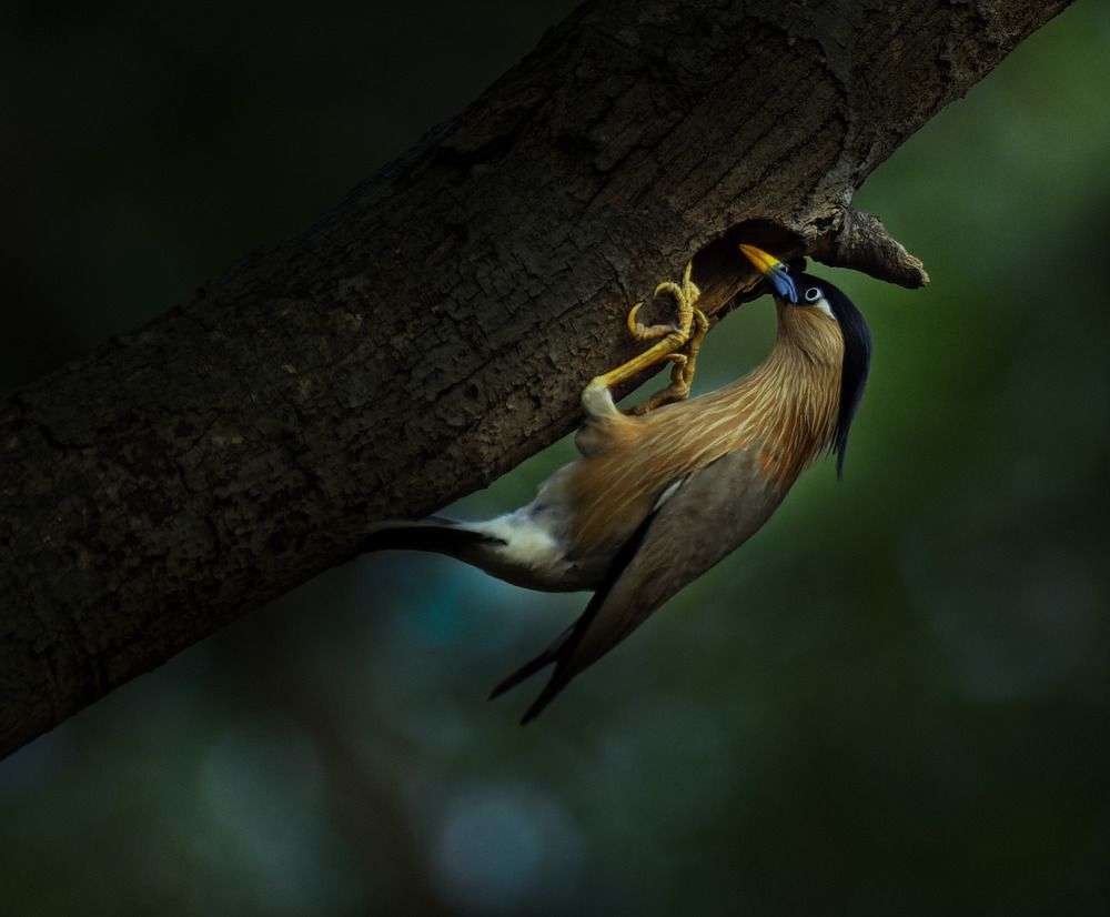 Photograph by Biswajit Mukherjee