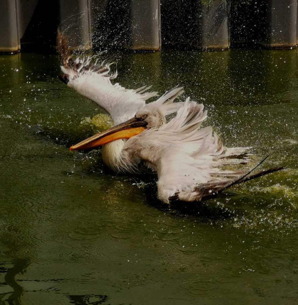 Photograph by Янина Найденцева