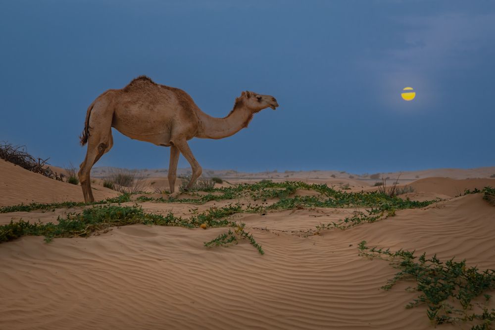 Photograph by Сергей Гук