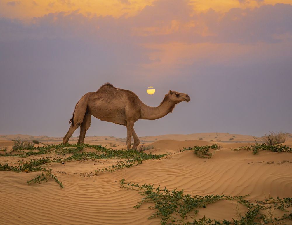 Photograph by Сергей Гук