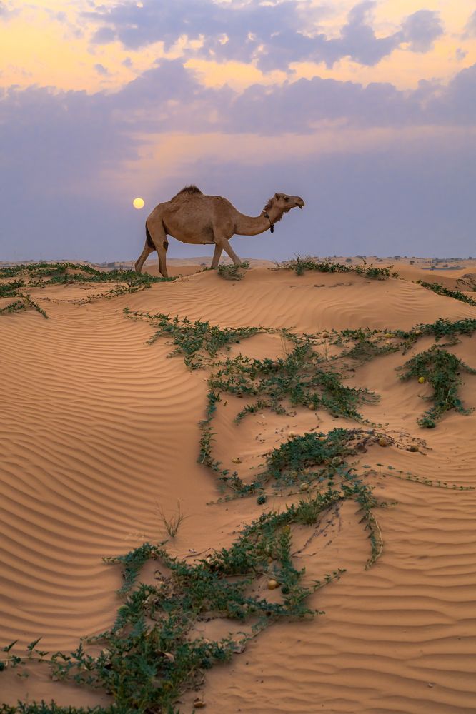 Photograph by Сергей Гук