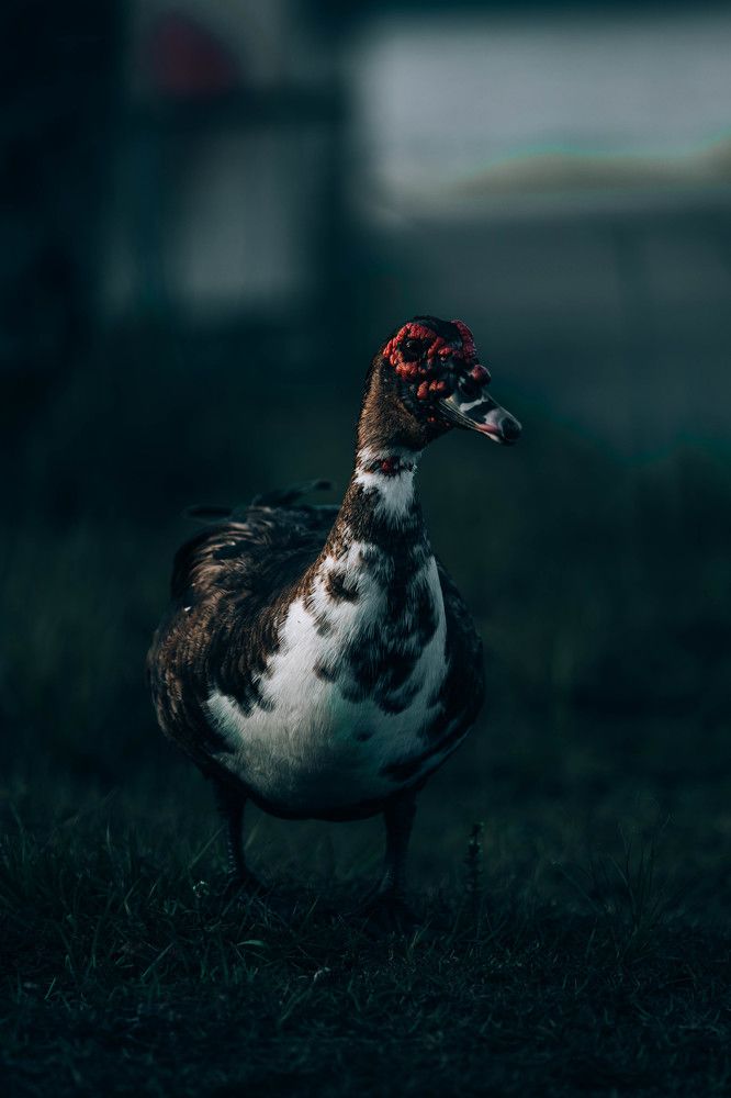 Photograph by Jorge Ortega