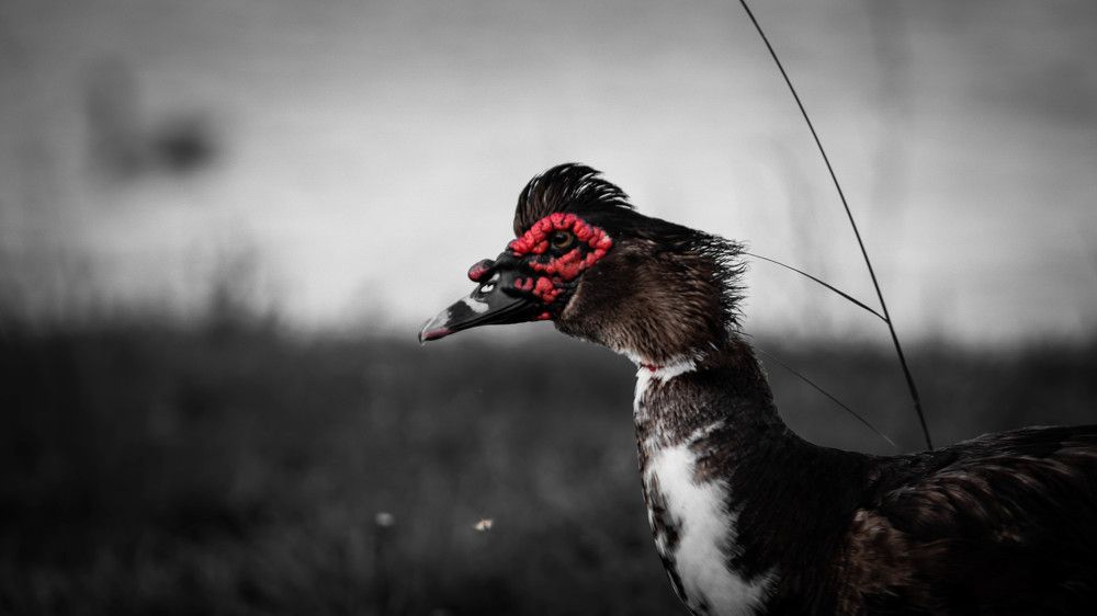 Photograph by Jorge Ortega