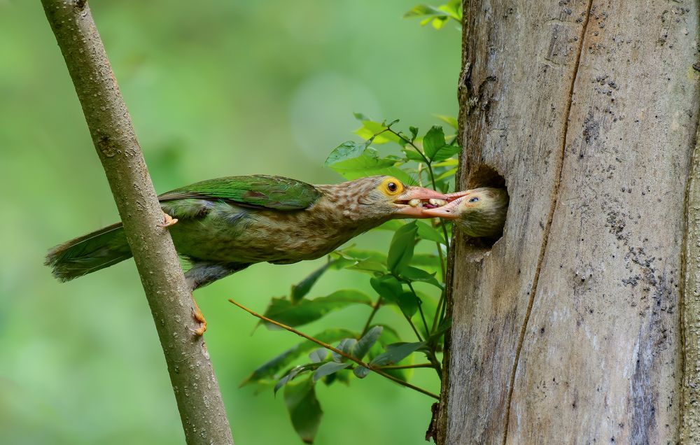 Photograph by Arnab Mondal